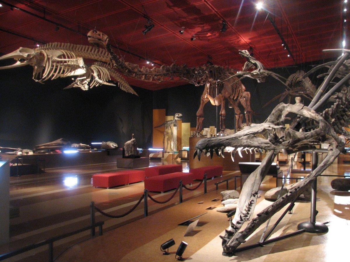 🏛️ 이와키시 석탄·화석관 (호루루) 이미지 3